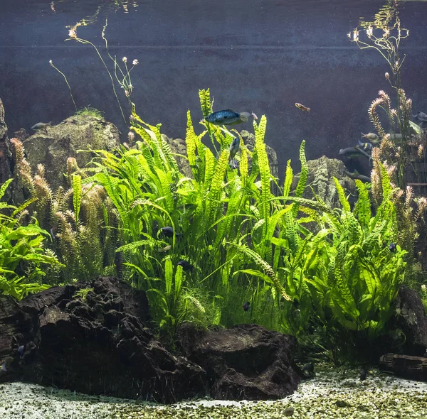 Blick auf ein Aquarium. — Stockfoto