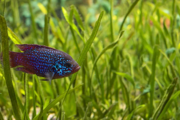 Vista do peixe Hemichromis Letourneuxi . — Fotografia de Stock