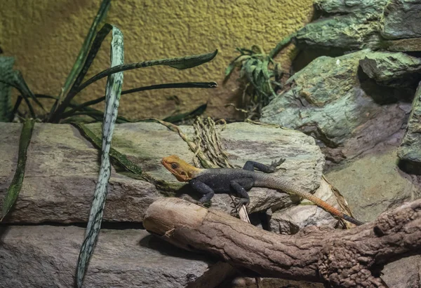 El lagarto agama común . — Foto de Stock
