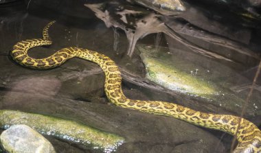 Sarı anakonda (Eunectes notaeus).