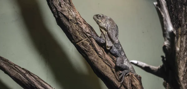 Le lézard à cou froncé (Chlamydosaurus kingii ). — Photo