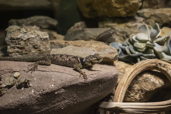 O lagarto espinhoso azul . — Fotografia de Stock