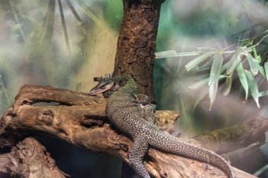 Şeftali boğazlı monitör (Varanus jobiensis).