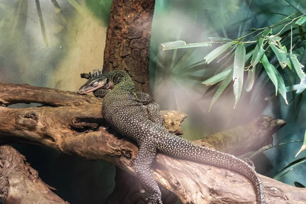 El monitor de garganta de melocotón (Varanus jobiensis ). — Foto de Stock