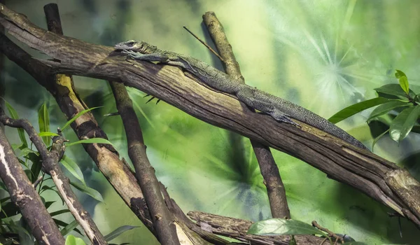 El monitor de garganta de melocotón (Varanus jobiensis ). — Foto de Stock