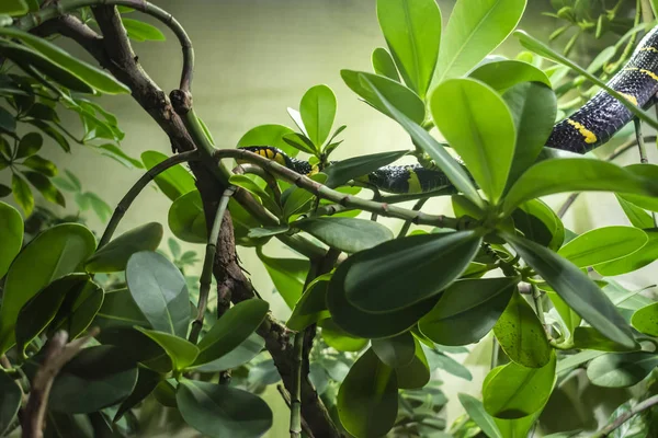 La serpiente de manglar . — Foto de Stock