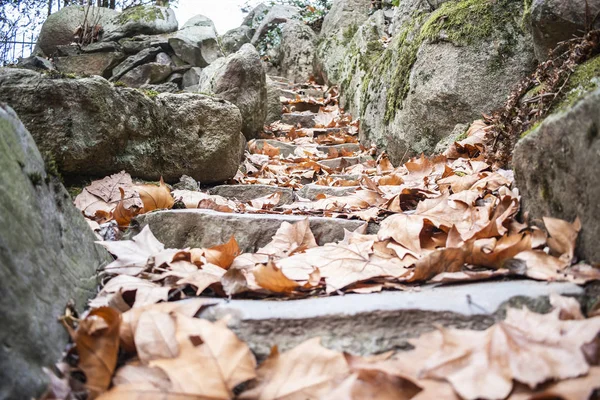 Autumn leaves falling in the stairs of Hermitage (Einsiedelei) building.