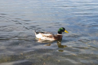 Amatör yaban ördekleri.