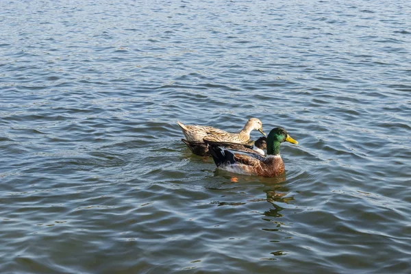 Patos ánades reales saltarines. —  Fotos de Stock