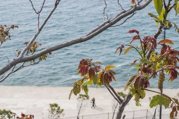 Tree sprouting new leaves with the sea as background, Vlore, Albania.