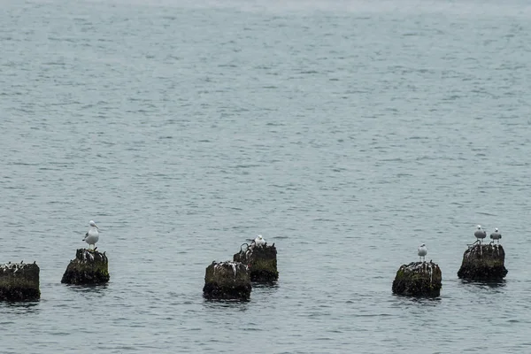 Seagulls standing at some old concrete posts — Stock Photo, Image
