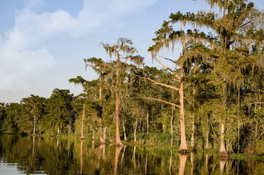 Louisiana Bayou gün güneşli yaz. Çevre New Orleans, Louisiana