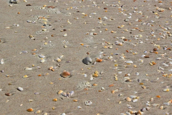 Muscheln Meeresufer — Stockfoto