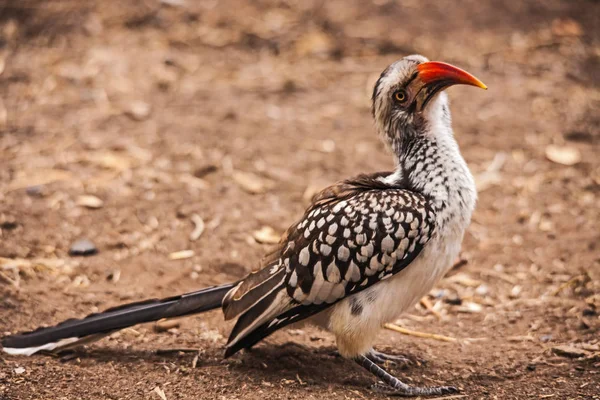 Red Billed Hornbill Tockus Erythrorhynchus — Stock Photo, Image