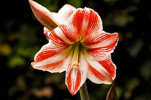 赤と白のアマリリスの花 — ストック写真