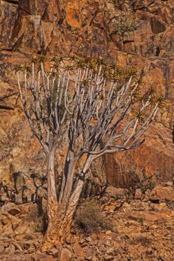 Titreme ağaç (Aloidendron pillansii) 3