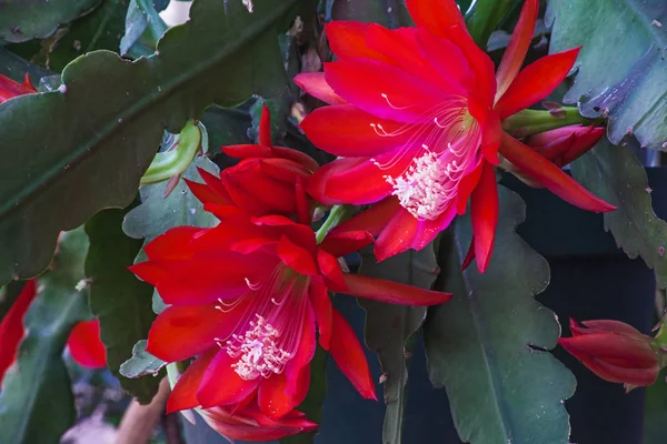 Red Cactus Flower — Stock Photo, Image