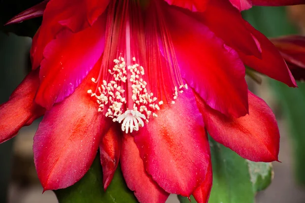 Красный Цветок Эпифиллума Шлюмберже Известный Рождественский Праздничный Цветок — стоковое фото