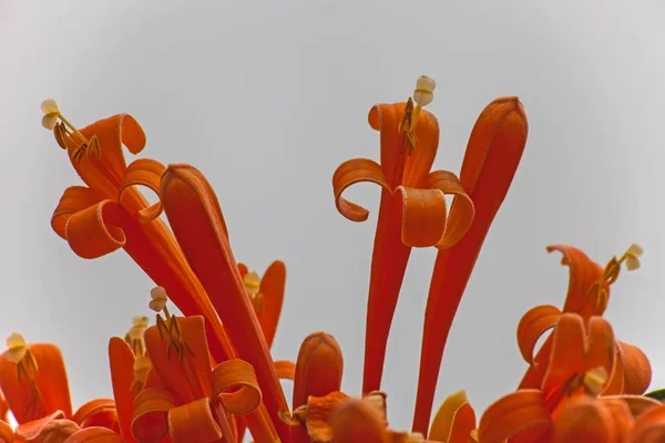 Flowers Orange Trumpetvine — Stock Photo, Image