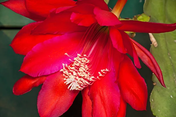Цветок Красного Кактуса — стоковое фото