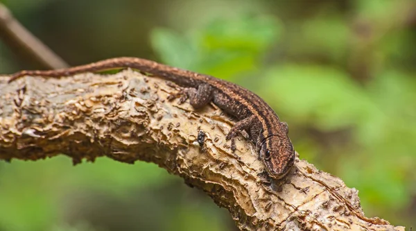 Cape cüce Gekko (Lygodactylus capensis) 2