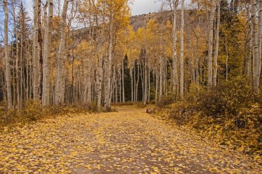 Sonbahar Mantı-La Sal Ulusal Ormanı sırasında fotoğraflandı orman yolu ile Quacking titrek kavak (Populus tremuloides). Utah