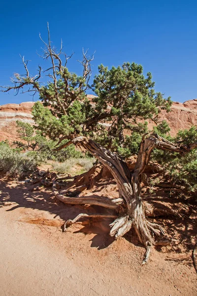 Utah Jałowca Juniperus Osteosperma Las Narodowy Manti Sal Utah Stany — Zdjęcie stockowe