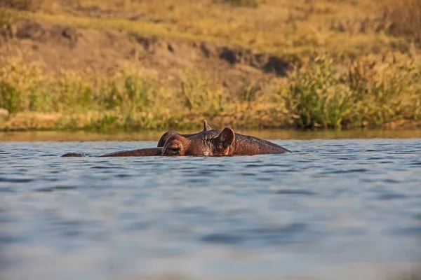 Eyelevel Hippo Kruger National Park — Stockfoto