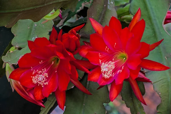 Цветок Красного Кактуса — стоковое фото