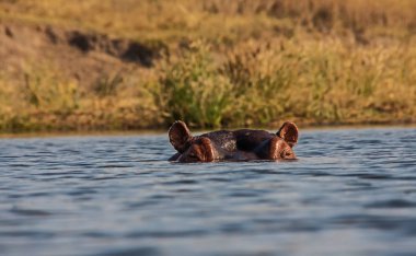 Göz hizasında Hippo Kruger National Park 1