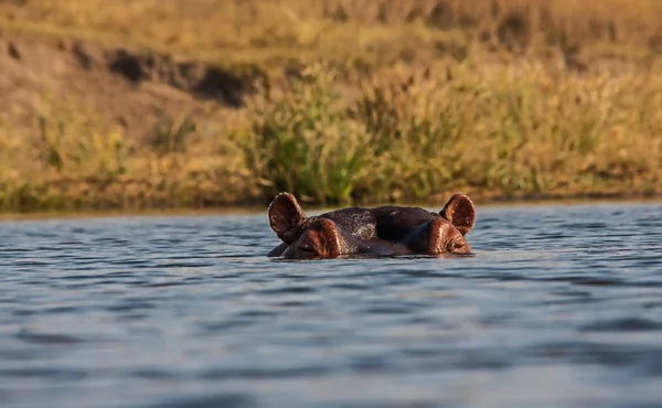 Göz hizasında Hippo Kruger National Park 1