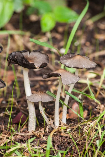 Grupo Hongos Pequeños — Foto de Stock