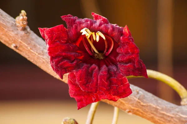 Blood Red Flower Sausage Tree Kigelia Africana Trees Endemic Africa — Stock Photo, Image