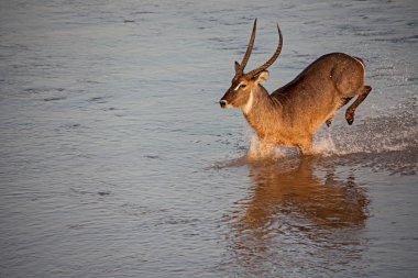 Erkek Waterbuck (Kobus, ellipsiprymnus) gösteren fotoğraflar bir dizi Olifants nehir Kruger National Park, Güney Afrika için geçiş.