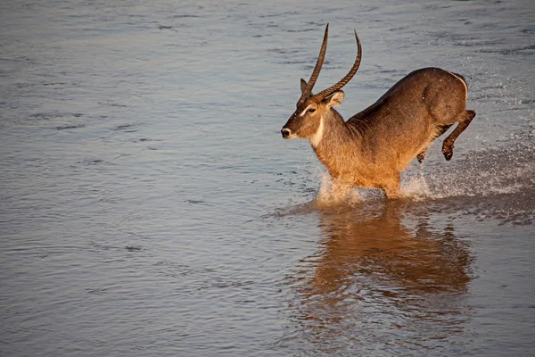 Uma Série Fotos Retratando Waterbuck Masculino Kobus Elipsiprymnus Cruzando Rio Fotos De Bancos De Imagens