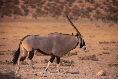 Kgalagadi Trans Sınır Parkı 'ndaki Auob Nehri' nin kuru nehir yatağında yalnız bir Afrika antilobu. Güney Afrika.