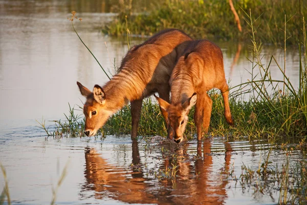 Two Young Waterbuck Kobus Ellisprymnus Photographed Olifants River Kruger National — Stock Photo, Image
