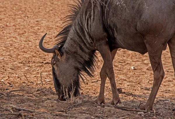 Gnu Comum Connochaetes Taurinus Fotografado Parque Nacional Kgalaghadi Trans África — Fotografia de Stock