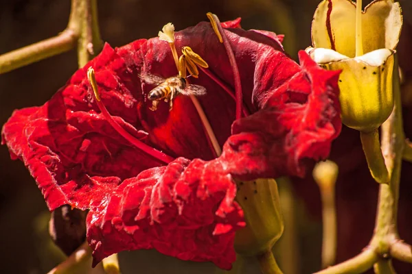 ソーセージの木 キゲリア アフリカ の血のような赤い花 ツリーはアフリカに固有であり サハラ以南のアフリカのほとんどで自然に発生します — ストック写真