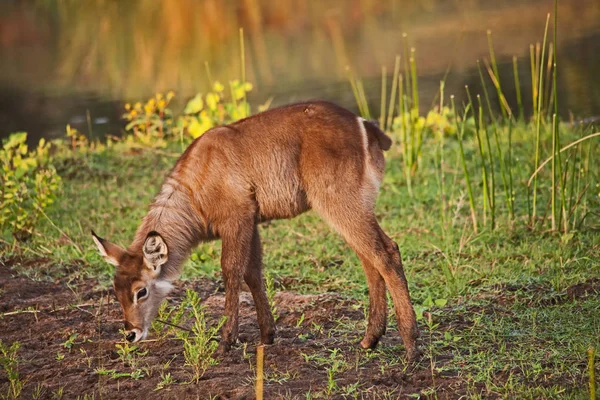 Jovem Waterbuck Kobus Ellisprymnus Foi Fotografado Rio Olifants Parque Nacional — Fotografia de Stock