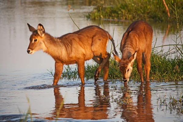 Twee Jonge Waterbuck Kobus Ellisprymnus Fotografeerden Olifants River Het Kruger — Stockfoto
