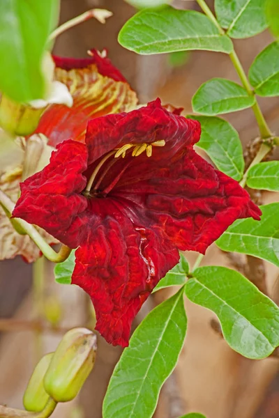 Den Blodröda Blomman Från Korvträdet Kigelia Africana Träden Endemiska För — Stockfoto