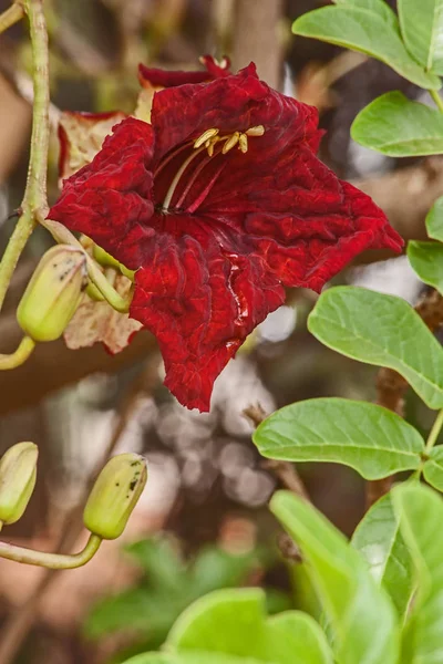 Blood Red Flower Sausage Tree Kigelia Africana Trees Endemic Africa — Stock Photo, Image