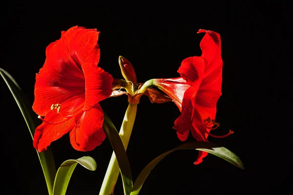 黒い背景に撮影される赤いアマリリスの花 — ストック写真