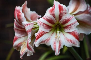 An umbel of red and white Amaryllis flowers in the garden clipart