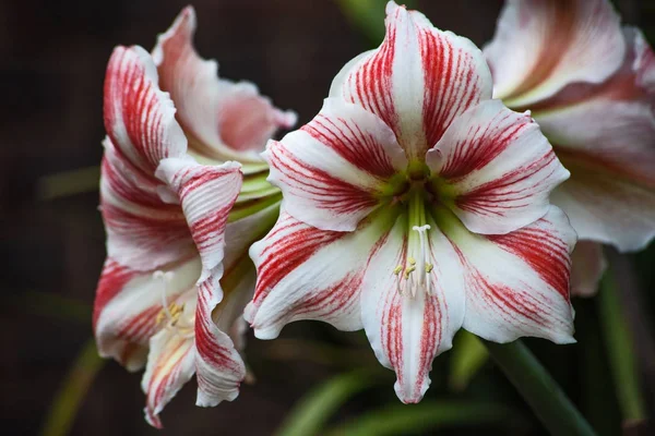 Bahçede kırmızı ve beyaz Amaryllis çiçekler bir umbel