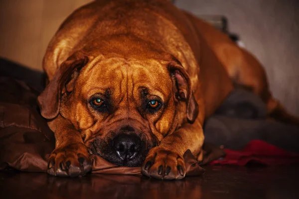 Bella Boerboel, rahat ama hala uyanık
