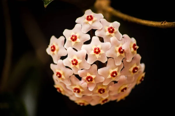 Hoya Waxplant 'ın Çiçeğinin Makro Görüntüsü
