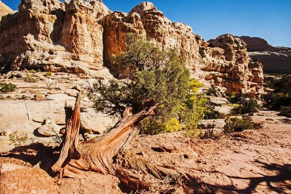 Scenic View Hickman Natural Bridge Trail Capitol Reef National Park — Stock Photo, Image