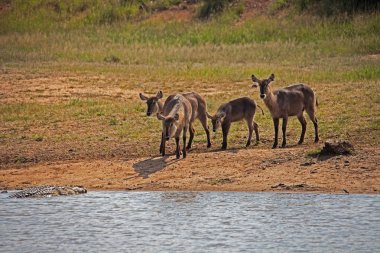 Waterbuck bir grup (Kobus elipsiprymnus) dikkatle suda bir Nil Timsahı (Crocodylus niloticus) izliyor.